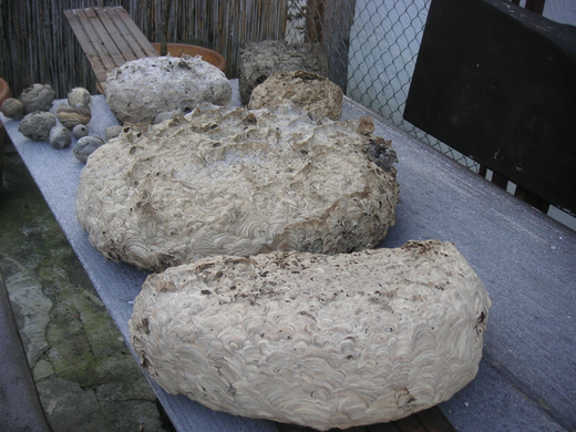 PICT0017.JPG