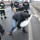 schwan tierrettung tulln