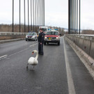 15022012_Tierrettung Tulln _1_.JPG