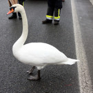 15022012_Tierrettung Tulln _2_.JPG