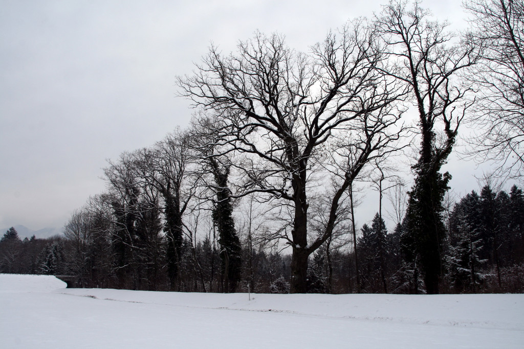 Winter Frutz   2012 286_jpg-1329379071