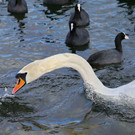 normal_16022012fmt_salzachseetautauf_mw_08.JPG