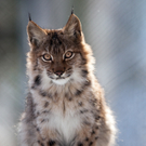 koe_Wildpark-Winter02.jpg