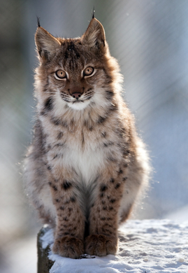 koe_Wildpark-Winter02.jpg