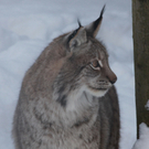 koe_Wildpark-Winter04.jpg