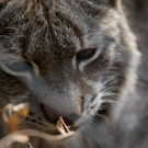 koe_Wildpark-Winter05.jpg