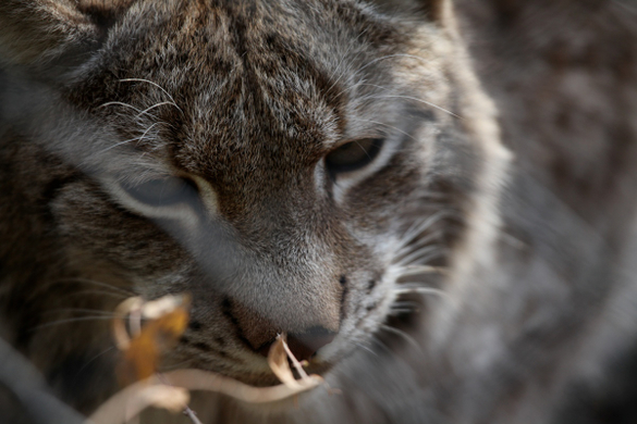 koe_Wildpark-Winter05.jpg