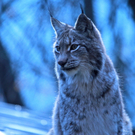 koe_Wildpark-Winter06.jpg