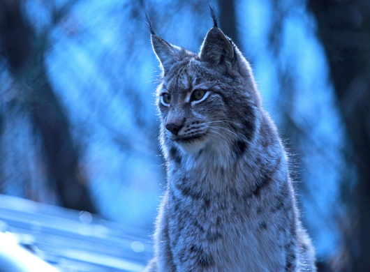 koe_Wildpark-Winter06.jpg