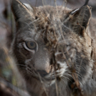 koe_Wildpark-Winter07.jpg