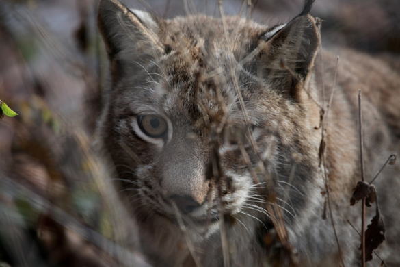 koe_Wildpark-Winter07.jpg