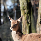 koe_Wildpark-Winter10.jpg