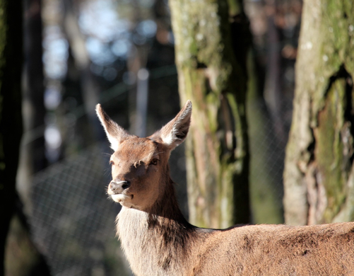 koe_Wildpark-Winter10.jpg