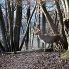 koe_Wildpark-Winter11.jpg