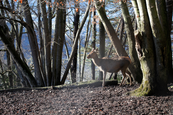 koe_Wildpark-Winter11.jpg