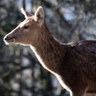koe_Wildpark-Winter12.jpg