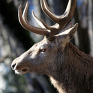 koe_Wildpark-Winter13.jpg