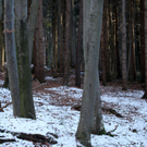 koe_Wildpark-Winter15.jpg
