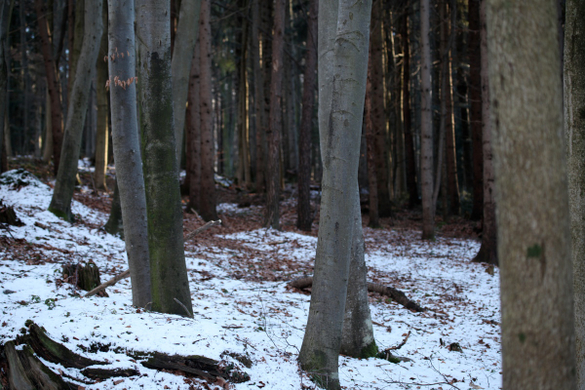 koe_Wildpark-Winter15.jpg