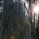 koe_Wildpark-Winter16.jpg