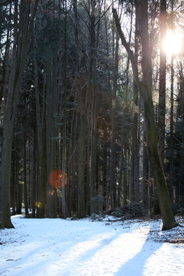 koe_Wildpark-Winter16.jpg