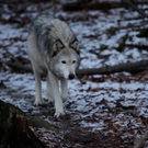 koe_Wildpark-Winter17.jpg