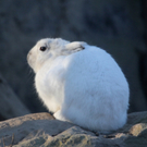 koe_Wildpark-Winter19.jpg