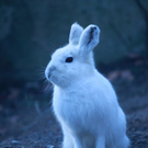 koe_Wildpark-Winter22.jpg