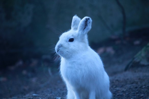 koe_Wildpark-Winter22.jpg