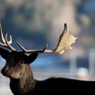koe_Wildpark-Winter20.jpg