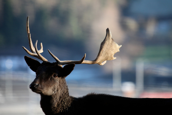 koe_Wildpark-Winter20.jpg