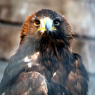 koe_Wildpark-Winter21.jpg