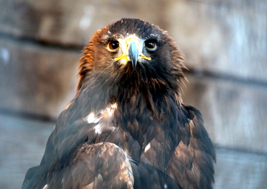 koe_Wildpark-Winter21.jpg