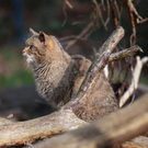koe_Wildpark-Winter24.jpg