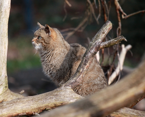 koe_Wildpark-Winter24.jpg
