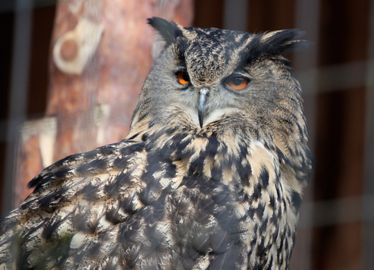 koe_Wildpark-Winter25.jpg