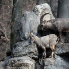 koe_Wildpark-Winter26.jpg