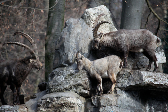 koe_Wildpark-Winter26.jpg