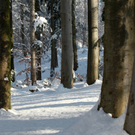 koe_Wildpark-Winter27.jpg