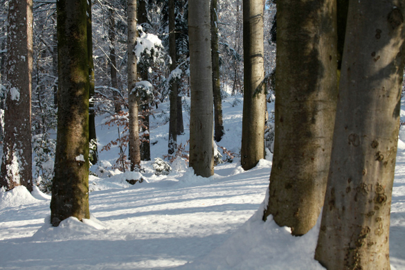 koe_Wildpark-Winter27.jpg