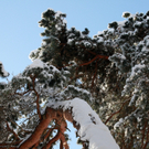koe_Wildpark-Winter28.jpg