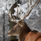 koe_Wildpark-Winter32.jpg