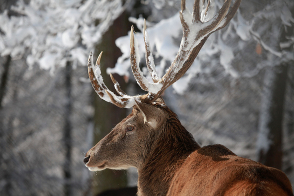 koe_Wildpark-Winter32.jpg