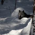 koe_Wildpark-Winter33.jpg