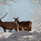 koe_Wildpark-Winter34.jpg