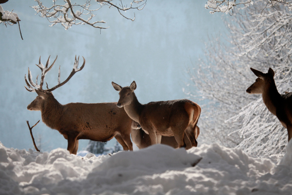 koe_Wildpark-Winter34.jpg