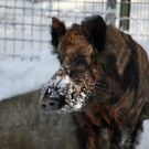 koe_Wildpark-Winter35.jpg