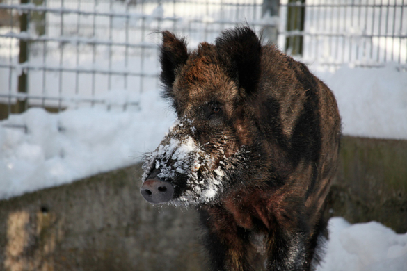 koe_Wildpark-Winter35.jpg