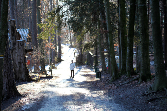 koe_Wildpark-Winter36.jpg