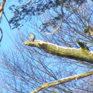 113_7443_JPG-1329692888